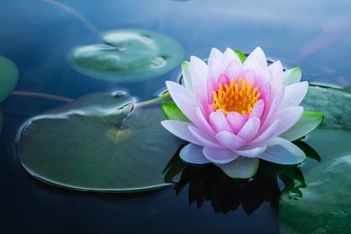 beautiful pink waterlily or lotus flower in pond.