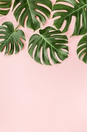 tropical leaves monstera on pink background. flat lay, top view