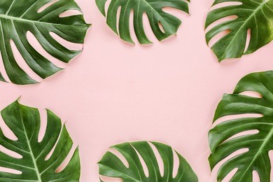 frame of tropical leaves monstera on pink background a space for text. top view, flat lay