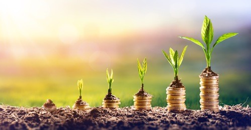 growing money - plant on coins - finance and investment concept