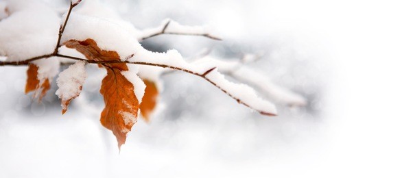 winter leaves close-up with the snow isolated.