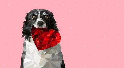 low poly vector illustration: dog holding red heart. black and white border collie on sweet romantic valentines greeting card, wedding announcement etc. pink background with small hearts.