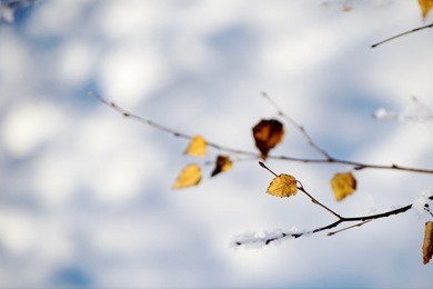 tree branch with yellow leaves against the snow background