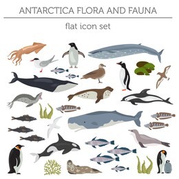 antarctic, antarctica flora and fauna flat elements. animals, birds and sea life big set. build your geography infographics collection. vector illustration