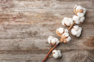 cotton flowers on wooden background