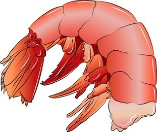 illustrated cooked shrimp, vector in colour, isolated on a white background