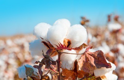 cotton fields ready for harvesting
