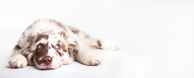 funny studio portrait of the puppy dog australian shepherd lying on the white background, looking at the copy space