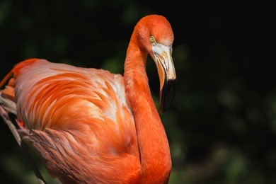 a bright flamingo hanging out 