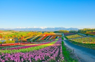 panoramic flower gardens shikisai hill in biei, japan