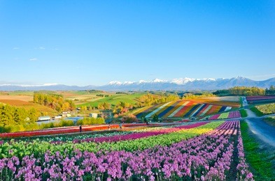panoramic flower gardens shikisai hill in biei, hokkaido,japan