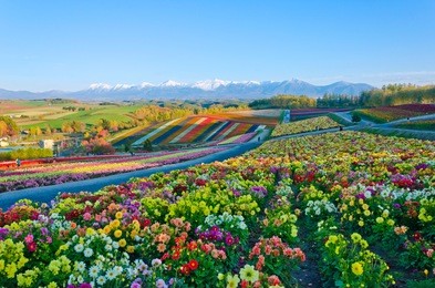 panoramic flower gardens shikisai hill in biei, hokkaido,japan