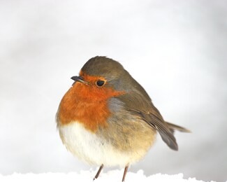a robin redbreast on a snowy perch. bradgate park, leicestershire.