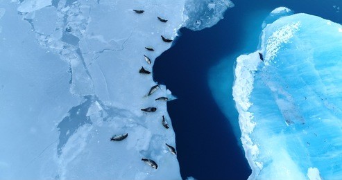 seals on the ice floe in aerial view