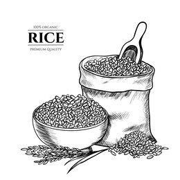 vector rice hand drawn sketch .  sketch vector  illustration. vintage style