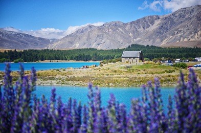 view of church of the good shepherd and lake tekapo in new zealand. purple lupin flower in the foreground.