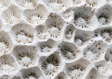 white coral texture macro photo. dry sea coral structure closeup. abstract macro background. marine coral surface with structure elements for water filtration. biological texture of natural sea coral