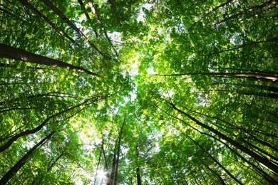 green forest. tree with green leaves and sun light. bottom view background