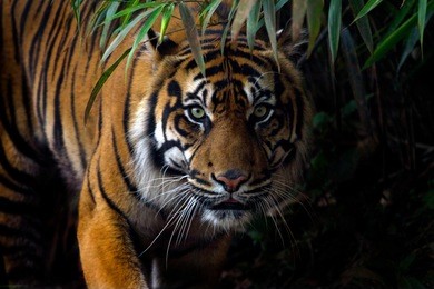beautiful sumatran tiger on the prowl