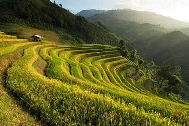 beautiful landscape rice fields on terraced of mu cang chai, yenbai, vietnam