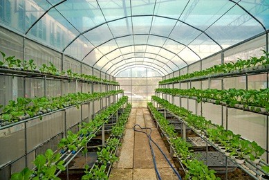 choy in greenhouse hydroponics farm in thailand.