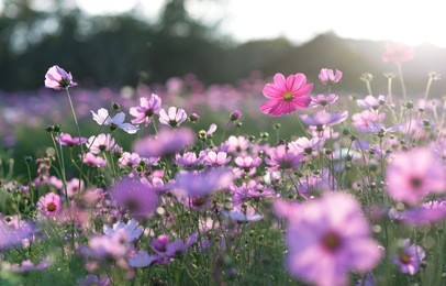 field of cosmos flower