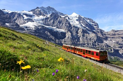 a tourist train travels on jungfrau railway from jungfraujoch (top of europe) to kleine scheidegg & wild flowers bloom on a green grassy hillside under blue sunny sky in bernese oberland, switzerland