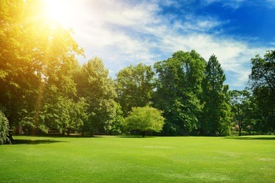 bright summer sun illuminates park covered trees and green grass