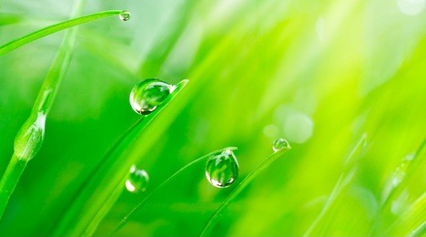 beautiful large drops of fresh morning dew macro in nature. drops transparent water  on grass. spring background with copy space.