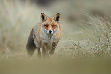 red fox in nature with beautiful light on a dry winter day