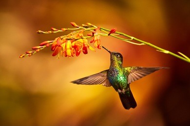 fiery-throated hummingbird, panterpe insignis, shiny colour bird in fly. bird drinks from crocosmia. wildlife flight action scene from tropic forest. mountain bright animal from costa rica