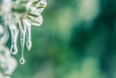 iced branches with leaves