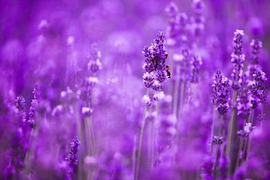 lavender flower field closeup, fresh purple aromatic flowers for natural background. violet lavender field in provence, france.