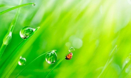 beautiful large drops of fresh morning dew macro in nature. drops transparent water  on grass and a ladybug outdoors. spring summer background with copy space.