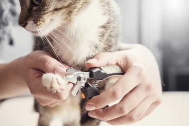 hands scissors claws cat, doctor shearing cat's claws, close-up