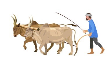 farmer plowing field with a couple of zebu. vector illustration isolated on the white background