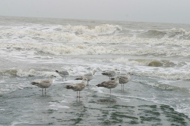 seagulls against the background of waves of the north sea