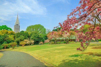 blossoming cherry tree in shinjuku district, tokyo, japan. shinjuku gyoen is one of tokyo's largest and most popular parks in tokyo.