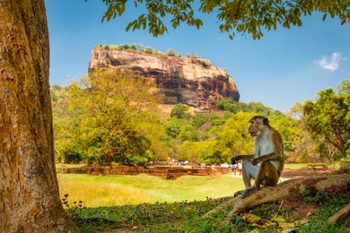 toque macaque posing on fron of sigiriya lions rock, sri lanka