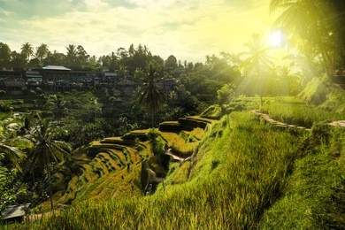 famous tegallalang rice terraces, ubud, bali, indonesia