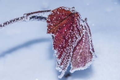 iced leaves in the winter