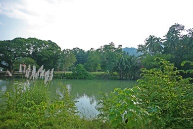 on the riverbanks on the loboc river, in bohol, the philippines