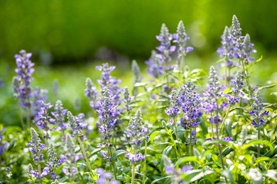 purple salvia flowers in the park 