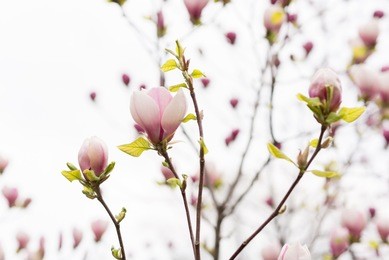 amazing purple magnolia flowers in the spring season on the magnolia tree. blue sky background. beautiful magnolia bloom landscape, background, garden, springtime