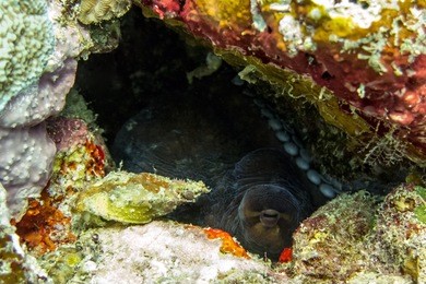 octopus hiding in coral reef - kapalai, borneo, malaysia