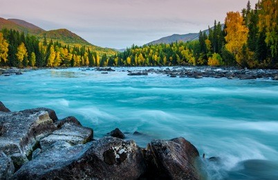 river flowing out of the kanas lake at autumn, xinjiang, china, the tree color is changed to yellow, sky beautiful on the background.