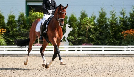 dressage horse in the test, trot strengthening suspension phase.
