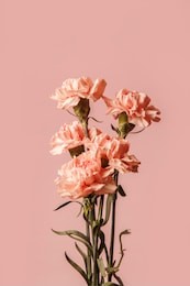 pink carnations isolated on pink background