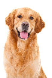 purebred golden retriever dog sitting on isolated  white background