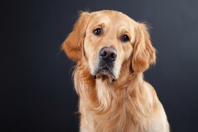 purebred golden retriever dog on black background